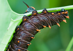 Polydamas swallowtail caterpillar Photo via Flickr courtesy of ecocentrikGuy under Creative Commons license.