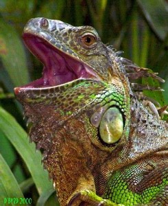 Iguana - Cincinnati Zoo - D. Byrd What people think I am